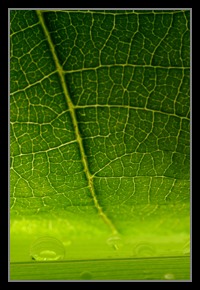 Abstract Photos For Sale Online 36