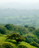 California Oak Trees Pacheco 9